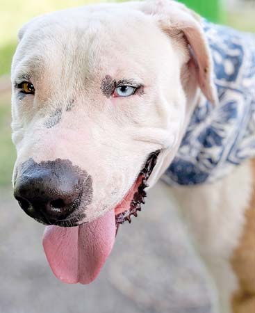 Pet of the Week
